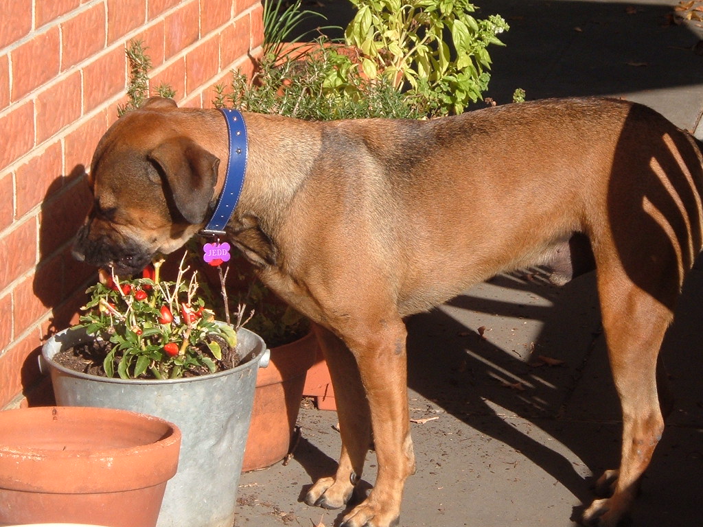 chilli eating dog Jedd eating chillis and wishing there wa… Flickr