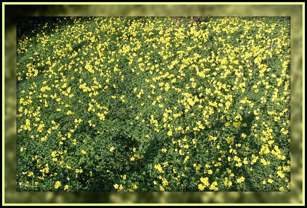 yellow carpet of wild flowers The carpet changes into a co… Flickr