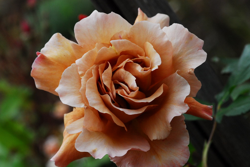 Copper rose Taken in Tasmania growing in my sister's garde… Flickr