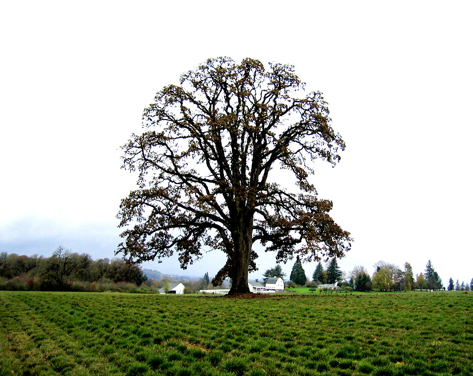 Big Oak 06 Big Oak Tree near Carlton, Oregon, a little off… Flickr