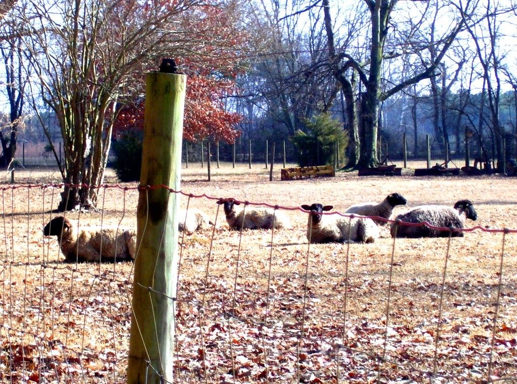 Coolmore Plantation, ca. 1860 County, North Caro… Flickr