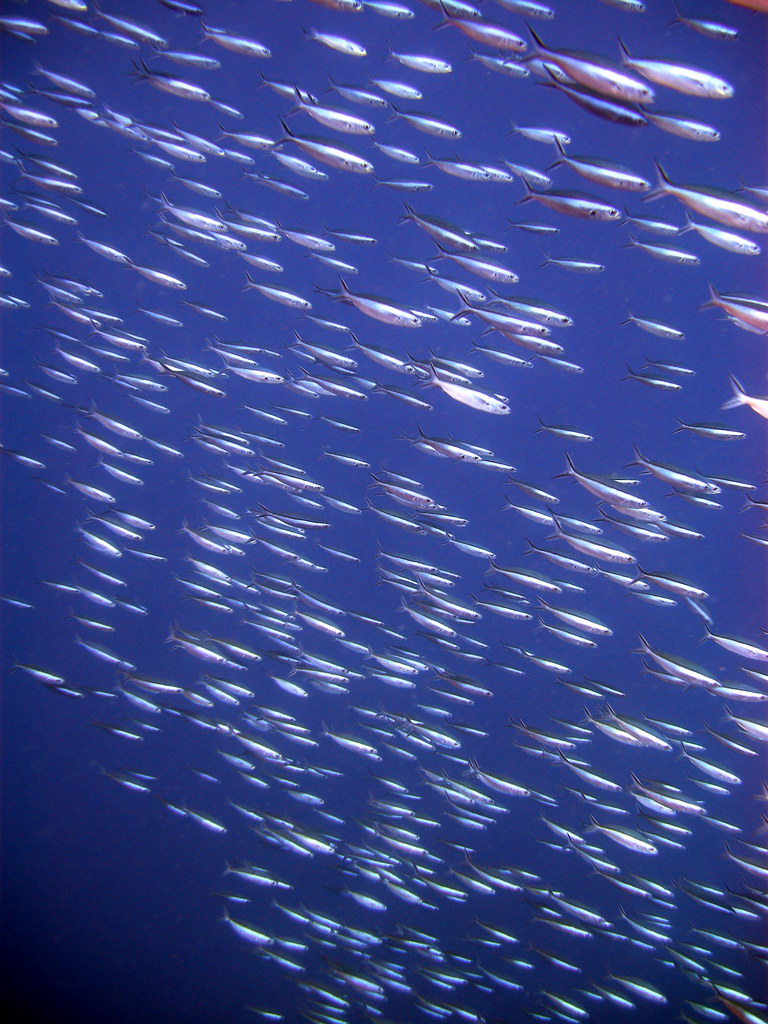 Fish shoaling over Mandolin Reef Matt Kieffer Flickr