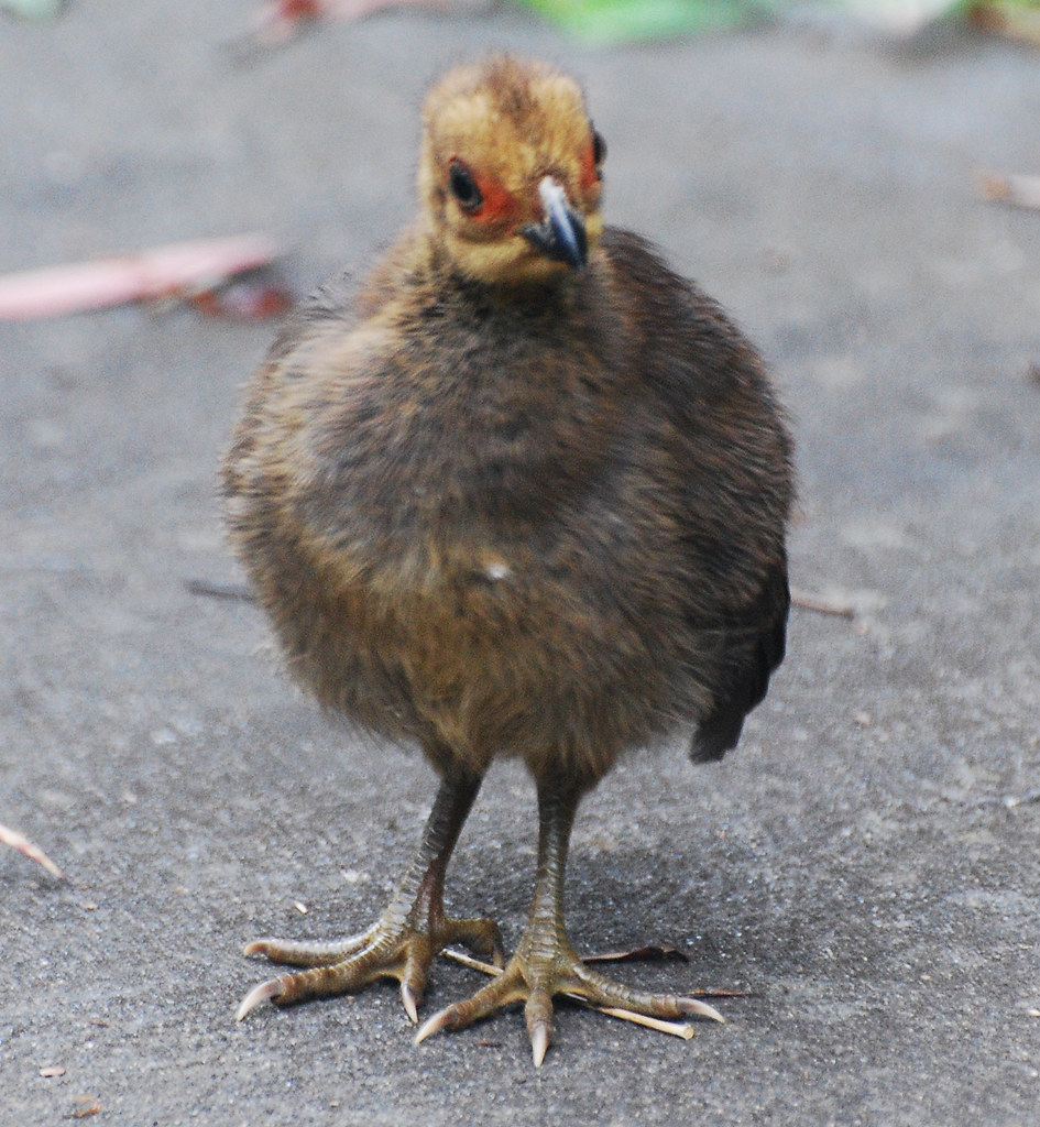 Australian BrushTurkey Chick 1 DSC_2158 Australian Brush … Flickr