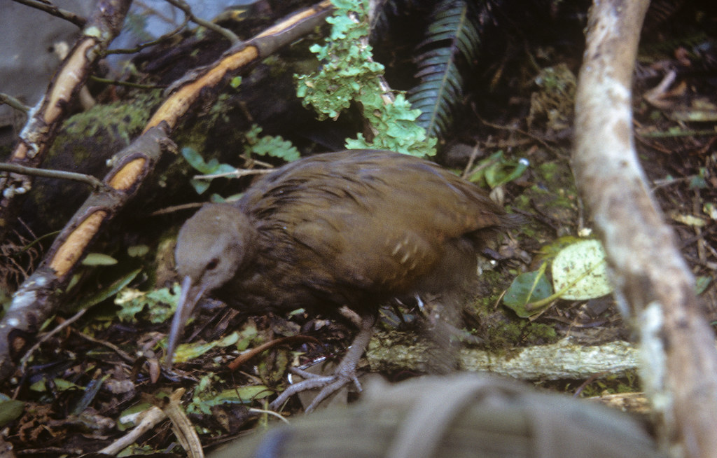 Lord Howe Island Woodhen Another image of a woodhen (Galli… Flickr