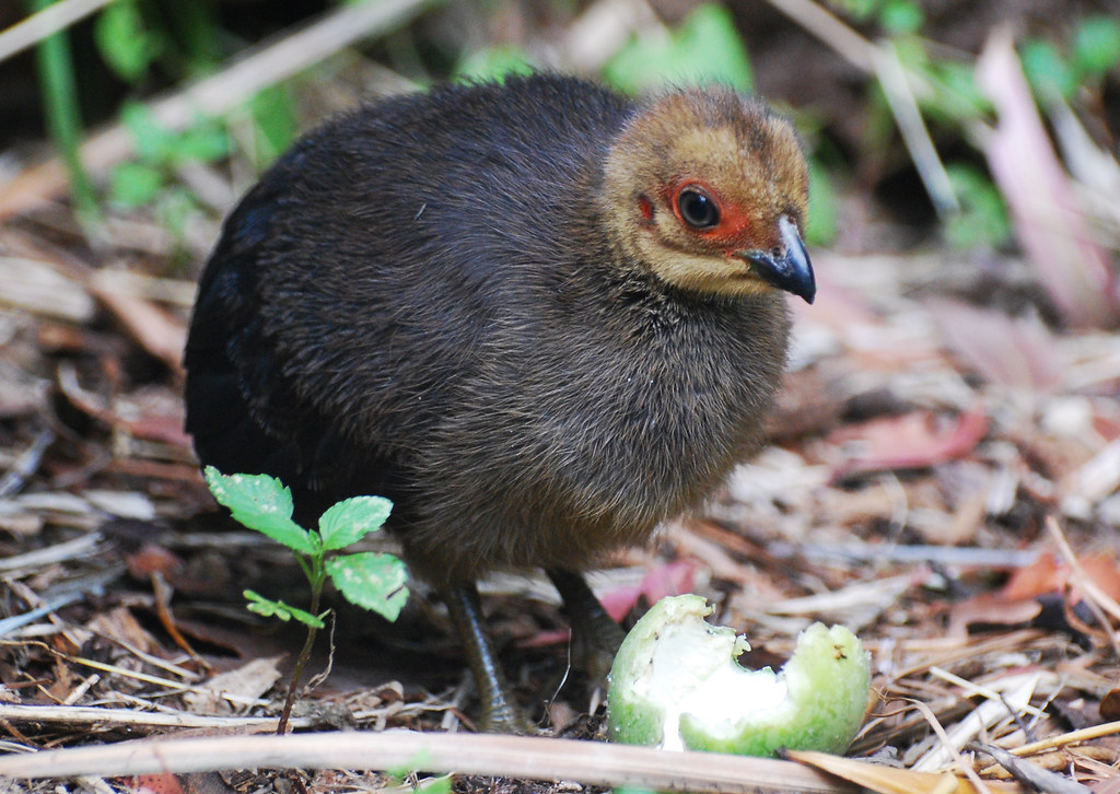 Australian BrushTurkey Chick 1 DSC_2143 Australian Brush … Flickr