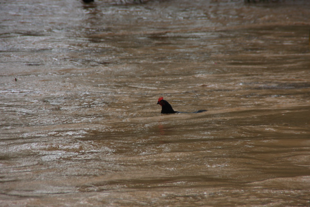 chicken in the floods darren brown Flickr