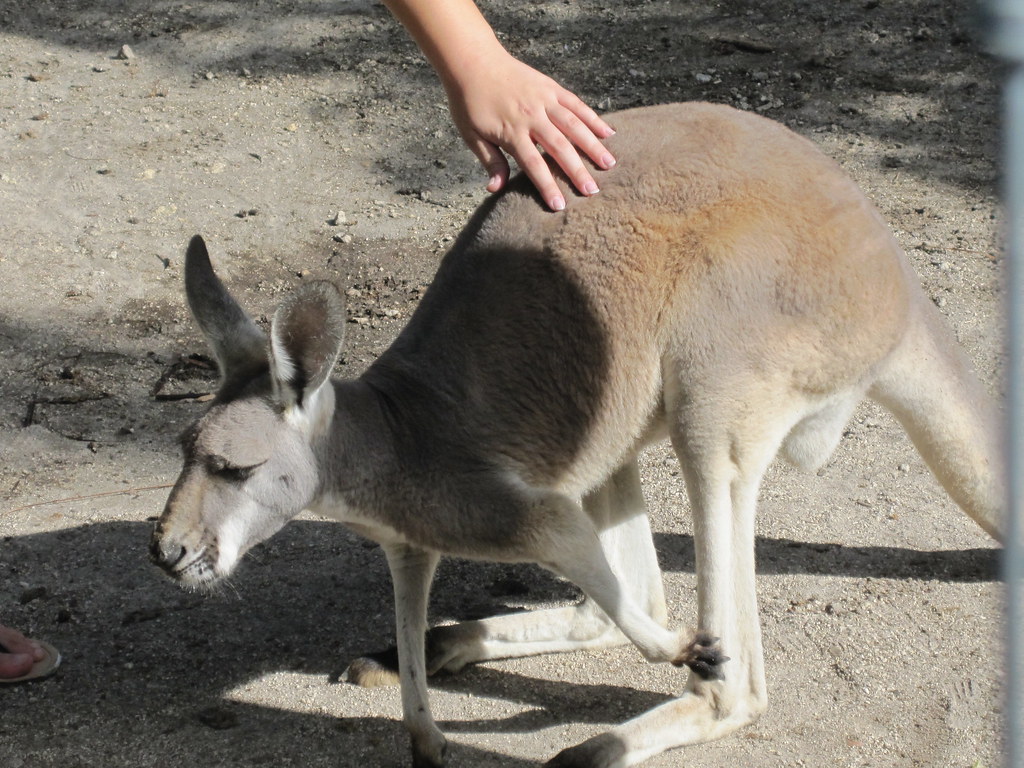 Kangaroo Animals at Jungle South Florida Jungle Island 111… Flickr