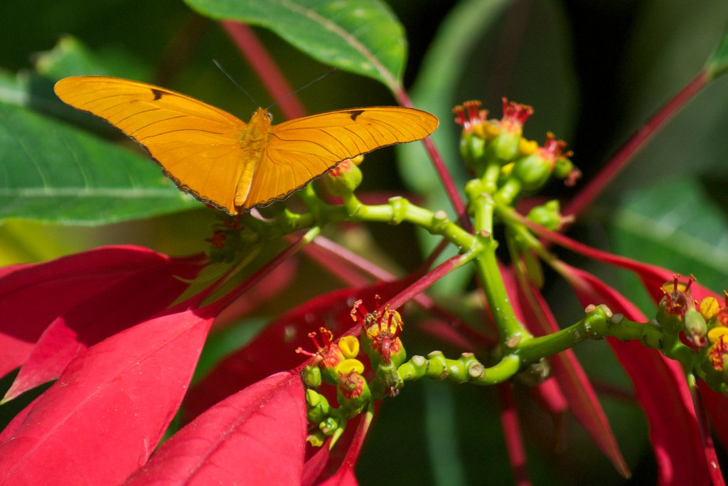 January 2011 Vacation on Grand Cayman Flower We visite… Flickr