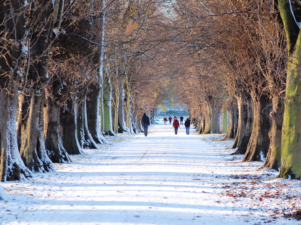 Lime Tree Avenue Looking very different after a snowfall. … Flickr