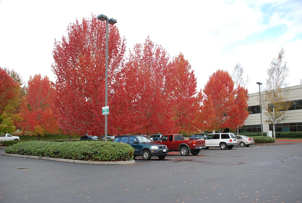 Exploring The Red Sunset Maple Tree Pros And Cons SARPO