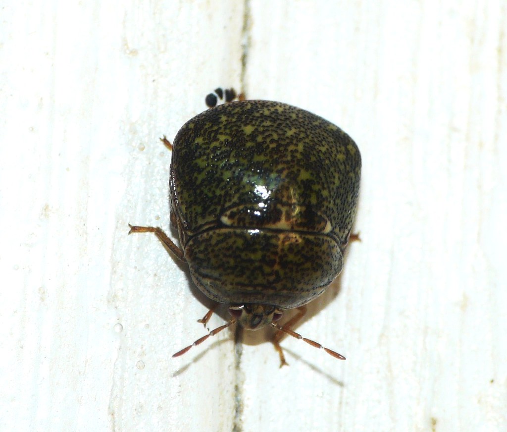 New Invasive Pest Megacopta cribraria Bean Plataspid. Re… Flickr