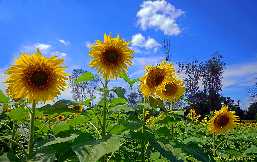 Sunflower Field A field of sunflowers near Howell, Michiga… Rodney