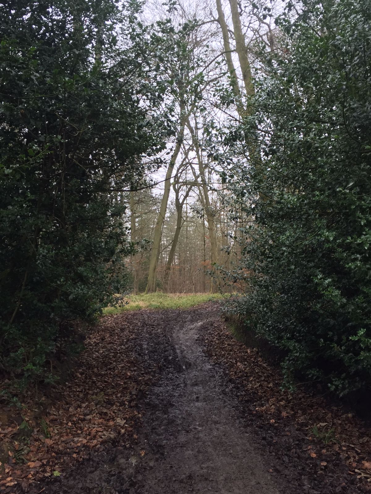 Photos Princes Risborough to Wendover Walk SWC