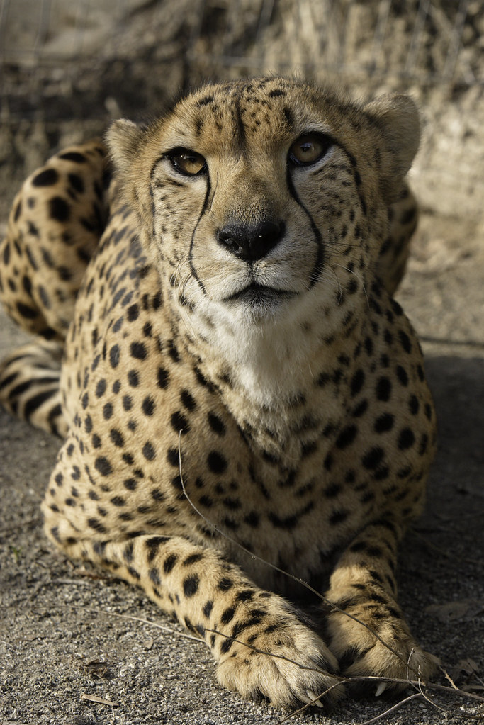Three Cheetahs Return to Washington The three male cheetah… Flickr