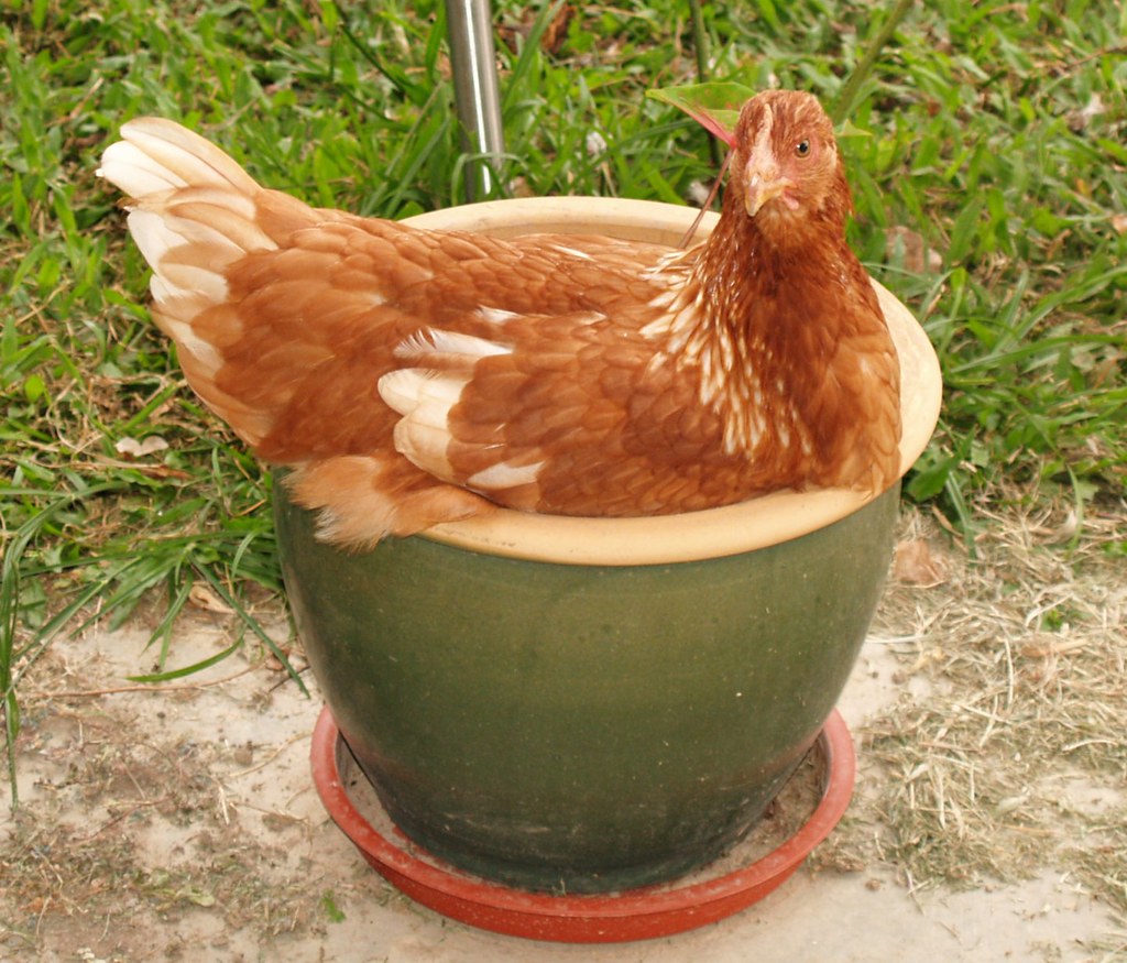 2/365 6/12/10 The new chicken flower She decided this was … Flickr