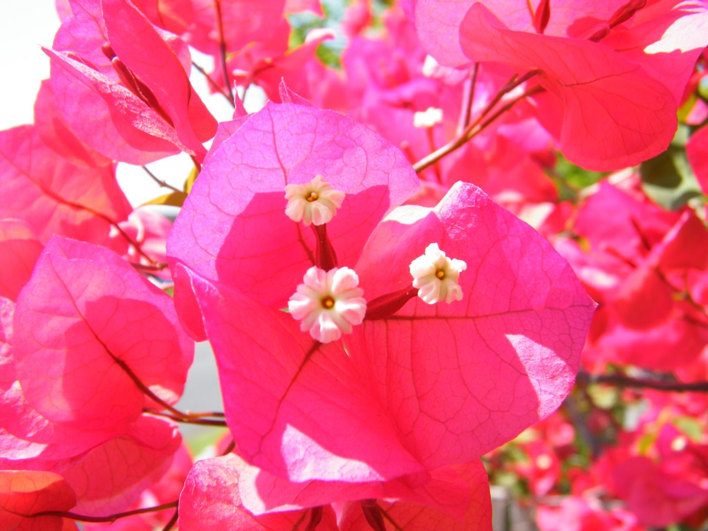 Bougainvillea Flowers Garden Flowers Yeppoon, QLD Flickr
