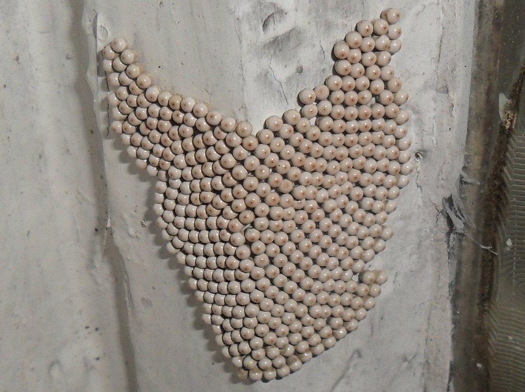Insect eggs on outside wall I found these strange eggs nea… Flickr