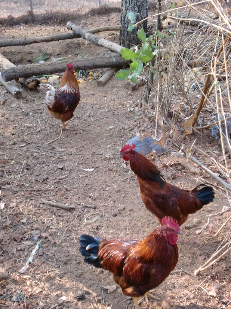 CIMG2442 We are raising rabbits and chickens together! Bosque