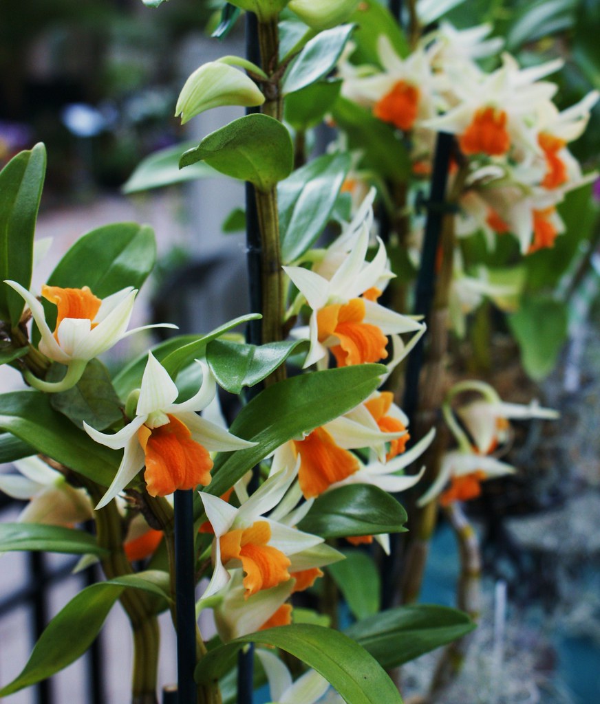 H&R Orchids (Dendrobium Frosty Dawn) Karl Gercens Flickr