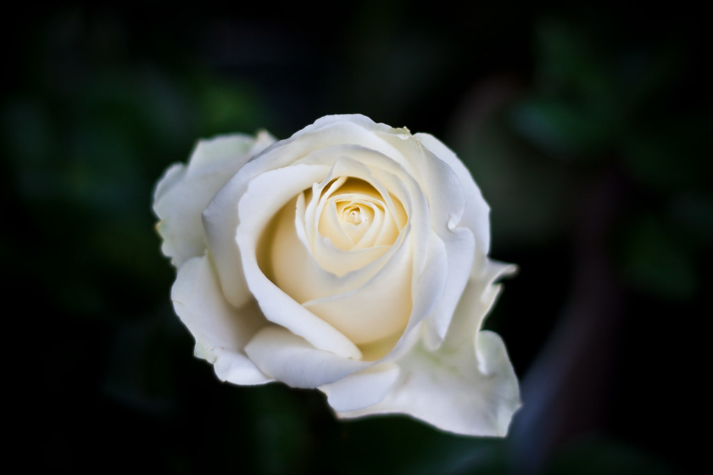 Single White Rose Seen at Borough Market. Garry Knight Flickr