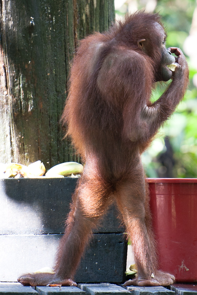 Sepilok Orang Utan Sanctuary / Visiting the Sepilok Orang
