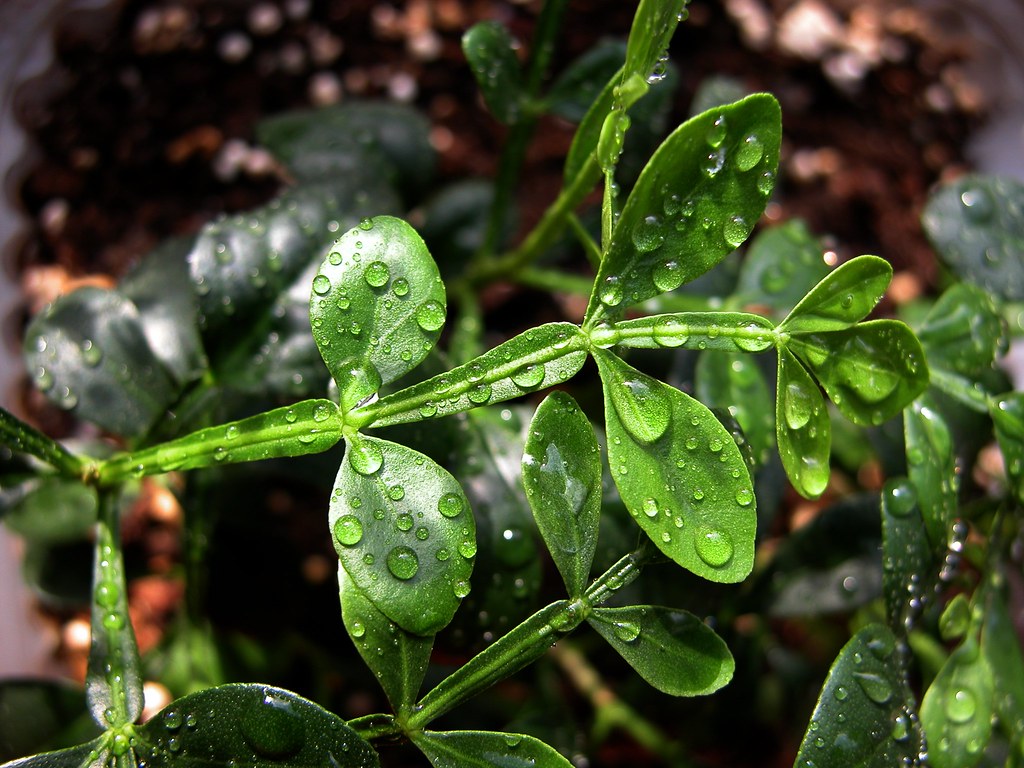 Wood Apple 1 NEW LEAVES / (Bengali = কয়েত বেল) This is n… Flickr