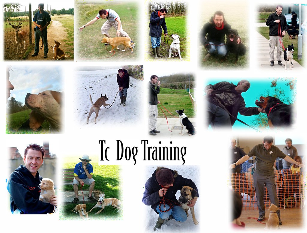 Tc Dog Training Essex Dog training and behaviour. www.tcd… Flickr