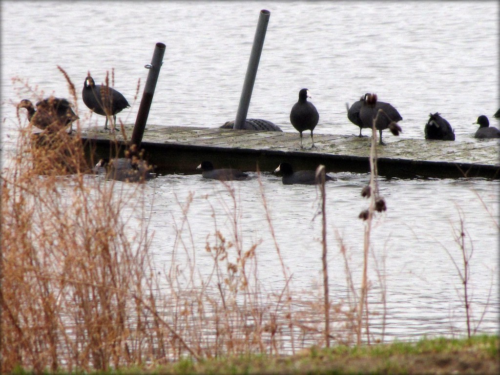 American Coot Lake Manitou Rochester, Indiana Brandace Myers