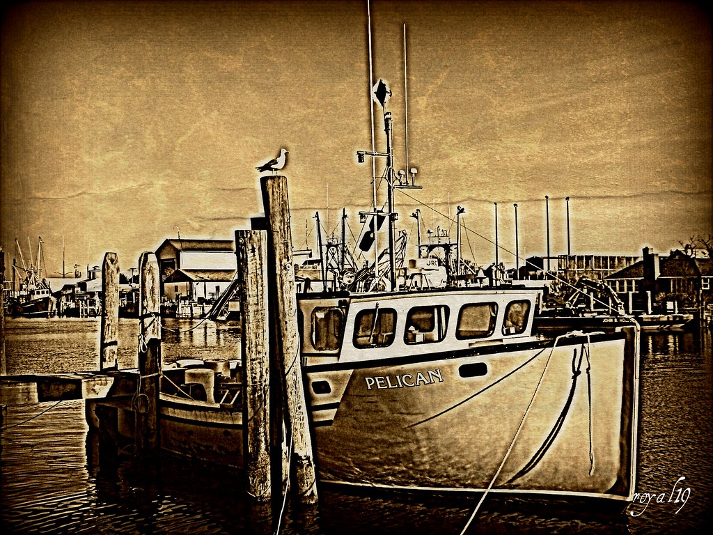 pelican at the commerical harbor ocean city md eric lynch Flickr