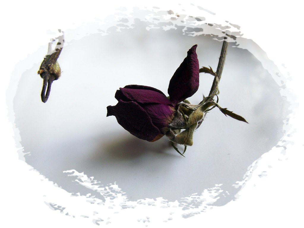 Can cats eat dead flowers? Lola!! Beckie Flickr