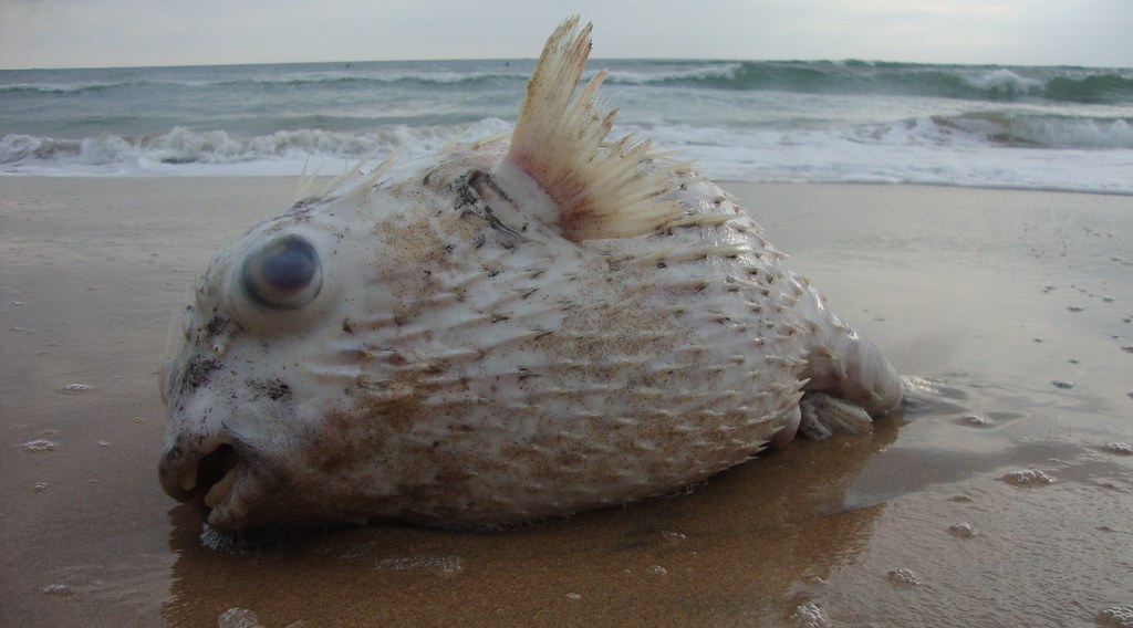Puffer fish This dead puffer fish was washed up on the sho… Flickr