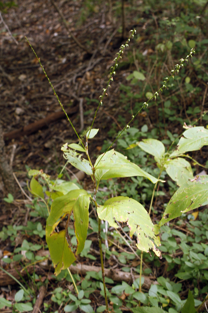 Persicaria virginiana (Polygonum virginianum) Layla Flickr