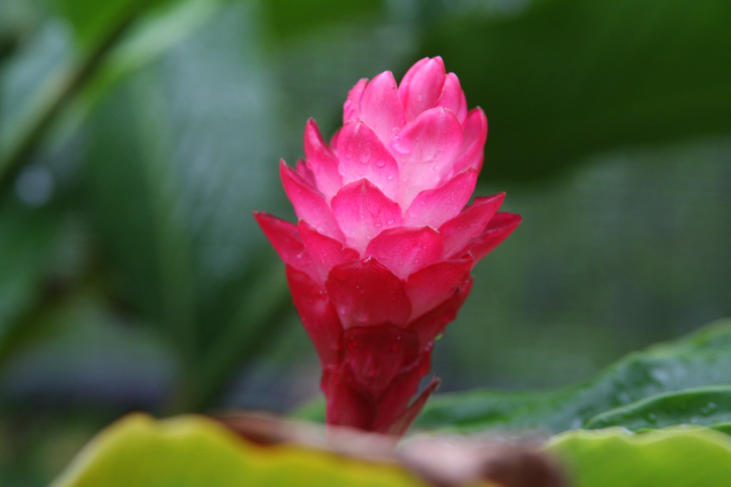 pink (honolulu zoo) brx0 Flickr