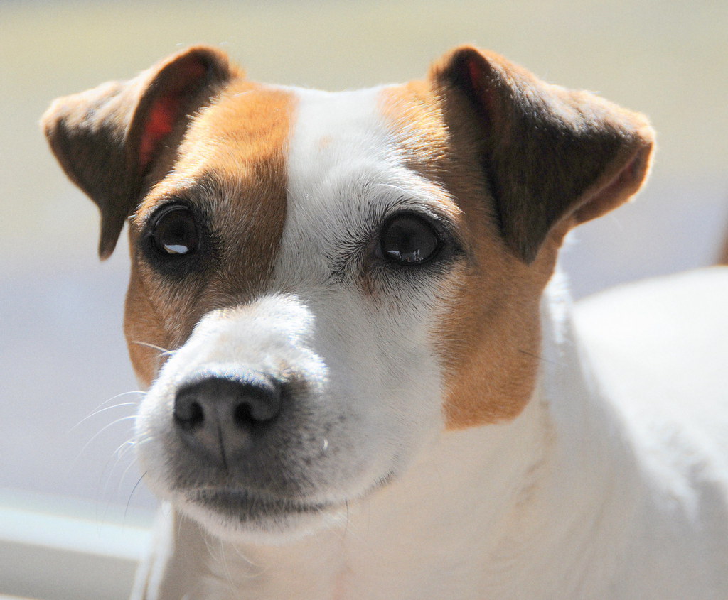 Willows In the Sun This is my Jack Russell Terrier, Will