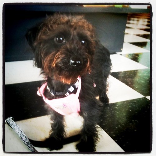 Tillie at Tucker Pet Supply Heather Kennedy Flickr