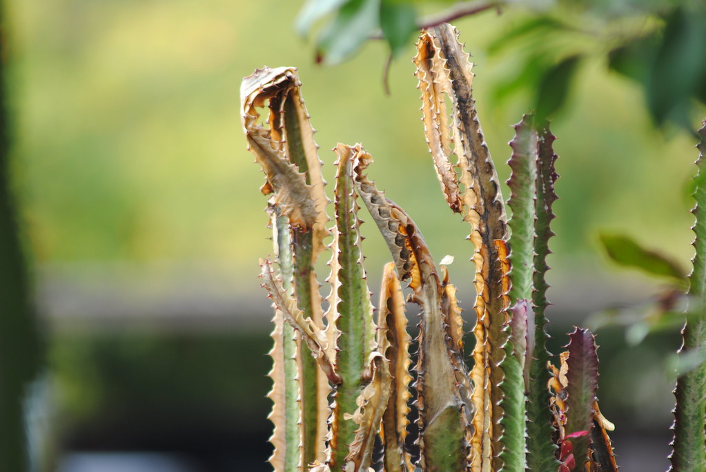 Dehydrated cacti SUE WINKLER Flickr