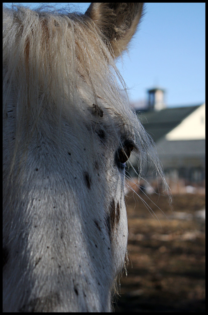Farm Mug For ODCMug. Mud spattered horse at Riverhurst Fa… Flickr