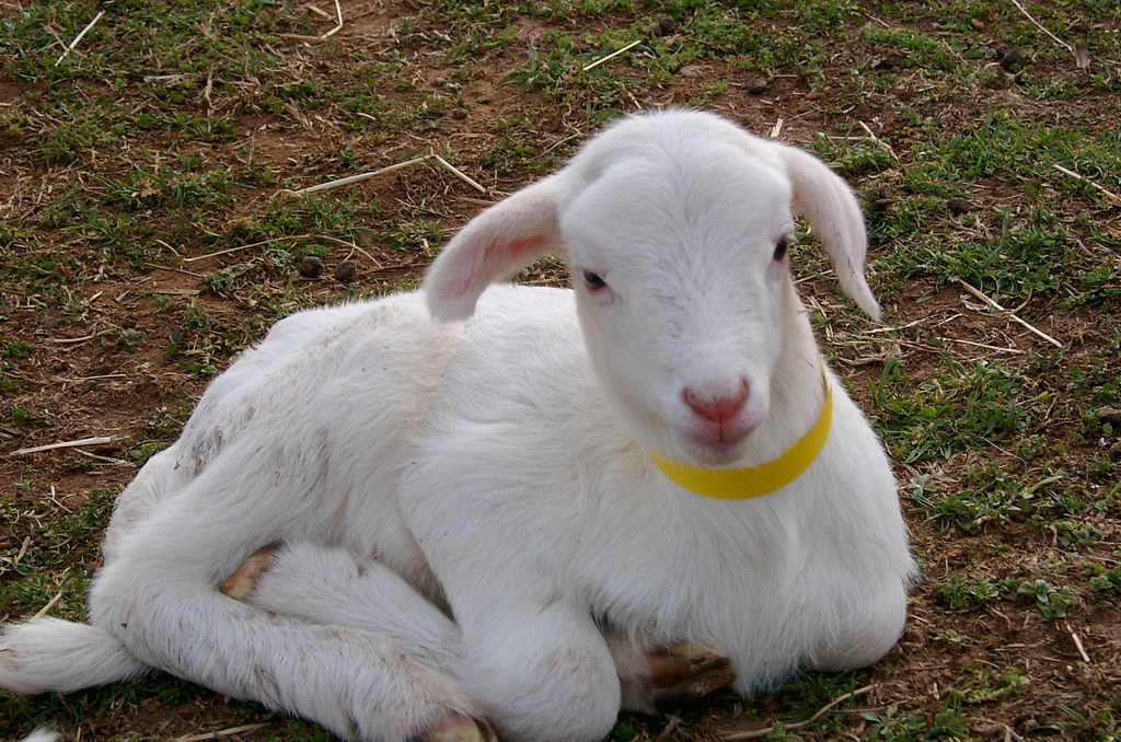 New baby lamb This is why I can't eat lamb Nutlady2 Flickr