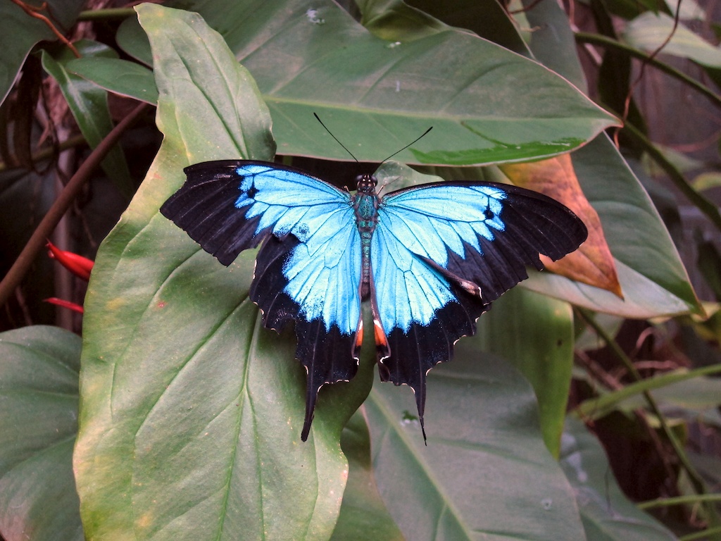 Kuranda Day trip to Kuranda, near Cairns, in Queensland Au… Flickr