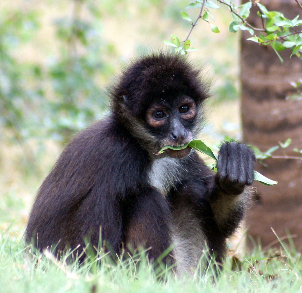 Mexican Monkey Took this picture of a monkey in Mexico. I … Flickr