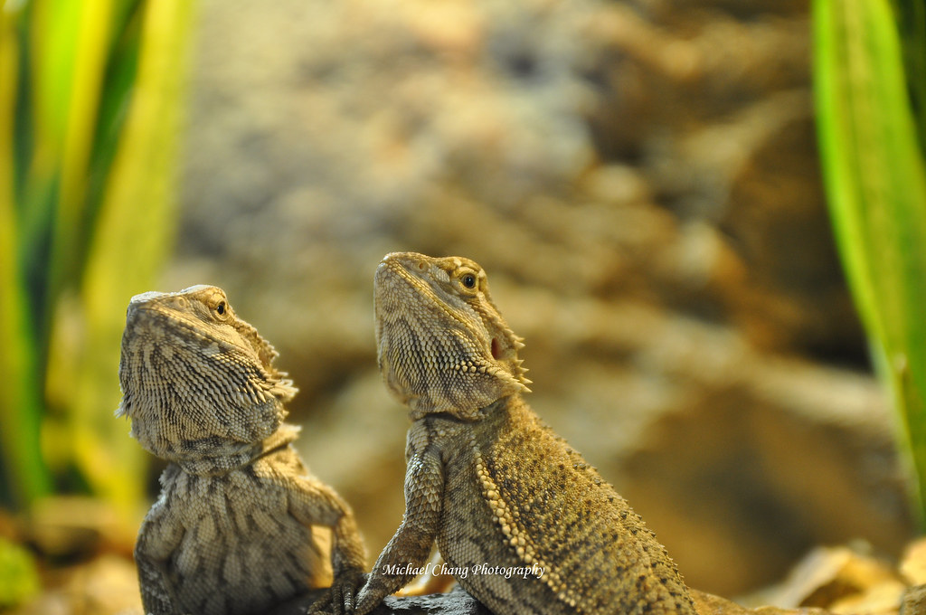 2011_Langkawi_Lizard Lizards in the Water World on Pulau L… Michael