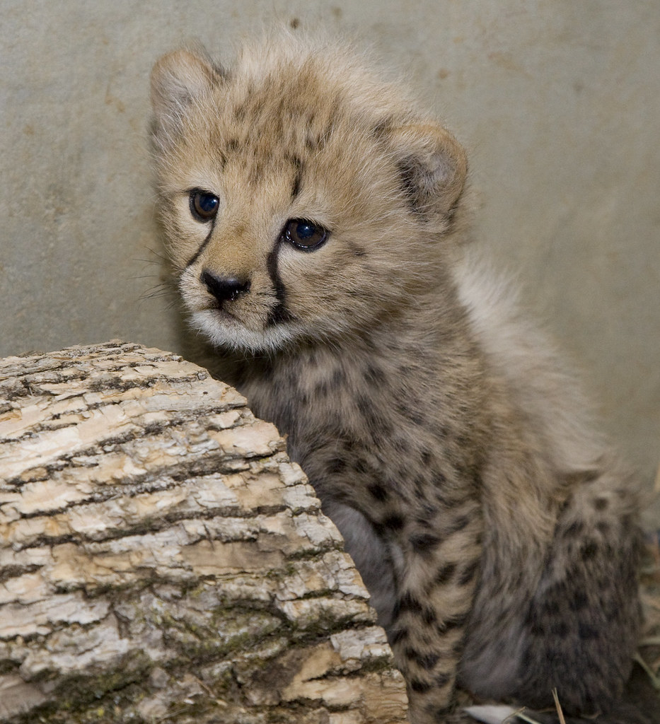 Smithsonian's National Zoo's Cheetah Cubs are Thriving Flickr