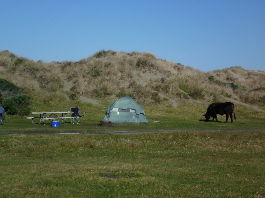 Camping with cows At Lawson's Landing, Tomales Bay, CA Anna Conti