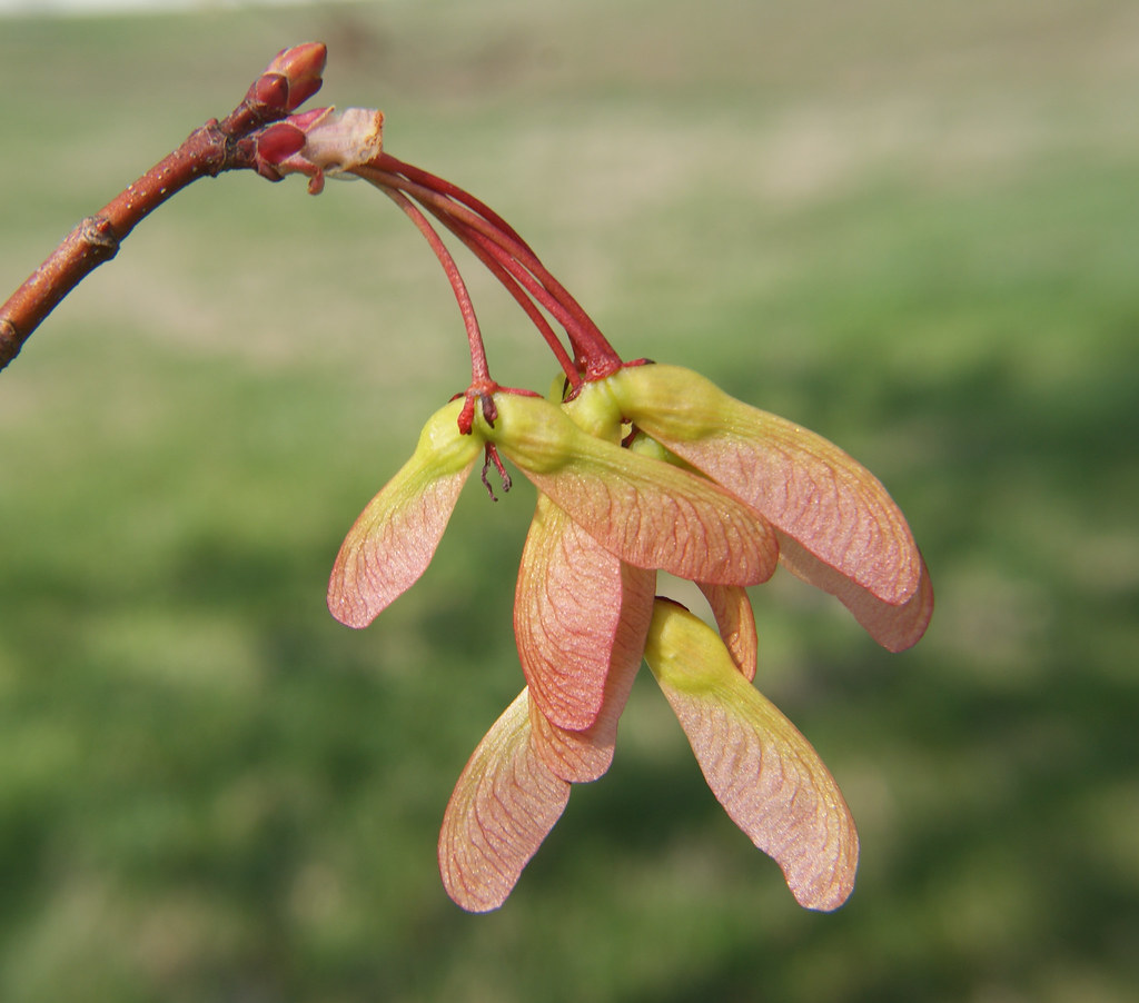Helicopter Seeds Red Maple helicopter seeds CHershey26 Flickr