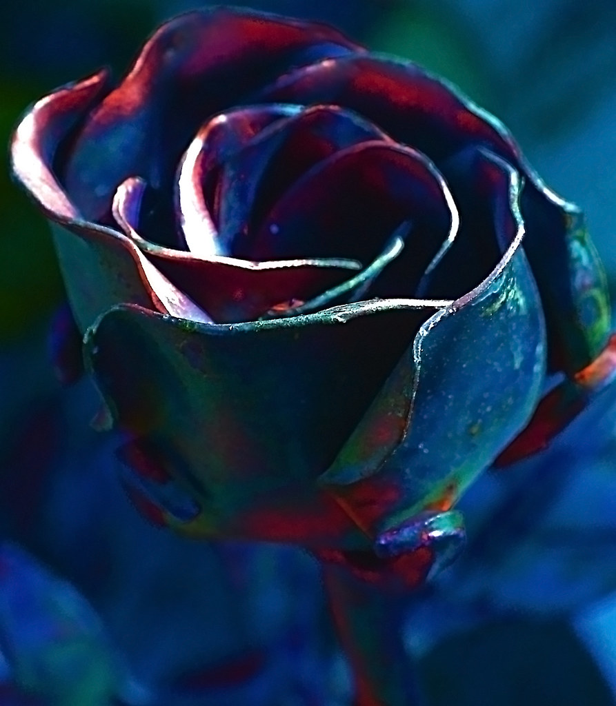 Rose2The Blue Green Rose This rose was created by the arti… Flickr