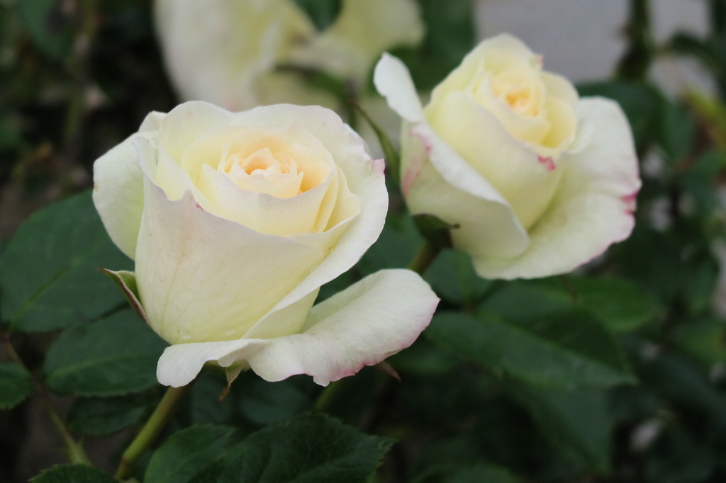 Rose La Paloma '85 バラ ラ パロマ '85 a photo on Flickriver