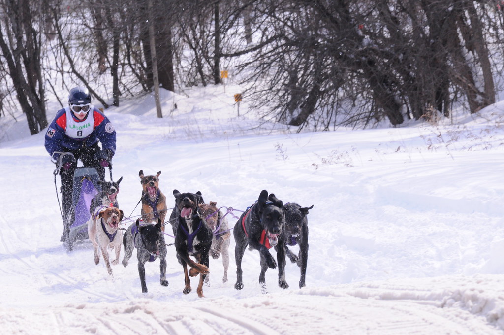World Championship Sled Dog Derby Laconia, NH February 12,… Flickr