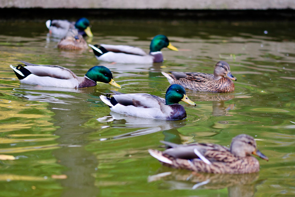 Several ducks swimming in a small pond Several ducks, some… Flickr
