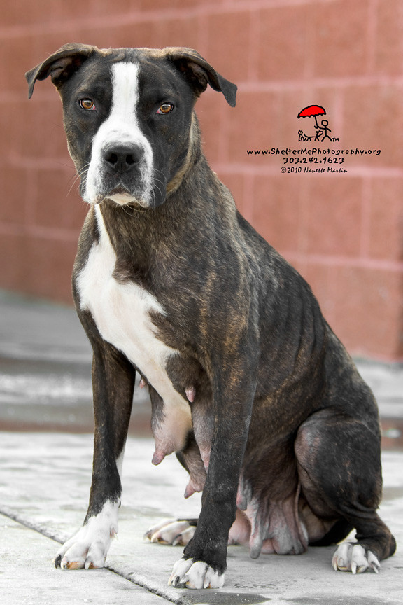 Pueblo Animal Shelter Eagleridge