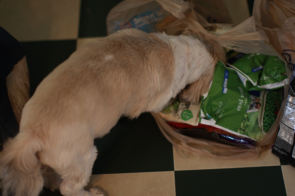 official bag inspector greeta's new job...and she takes it… Flickr